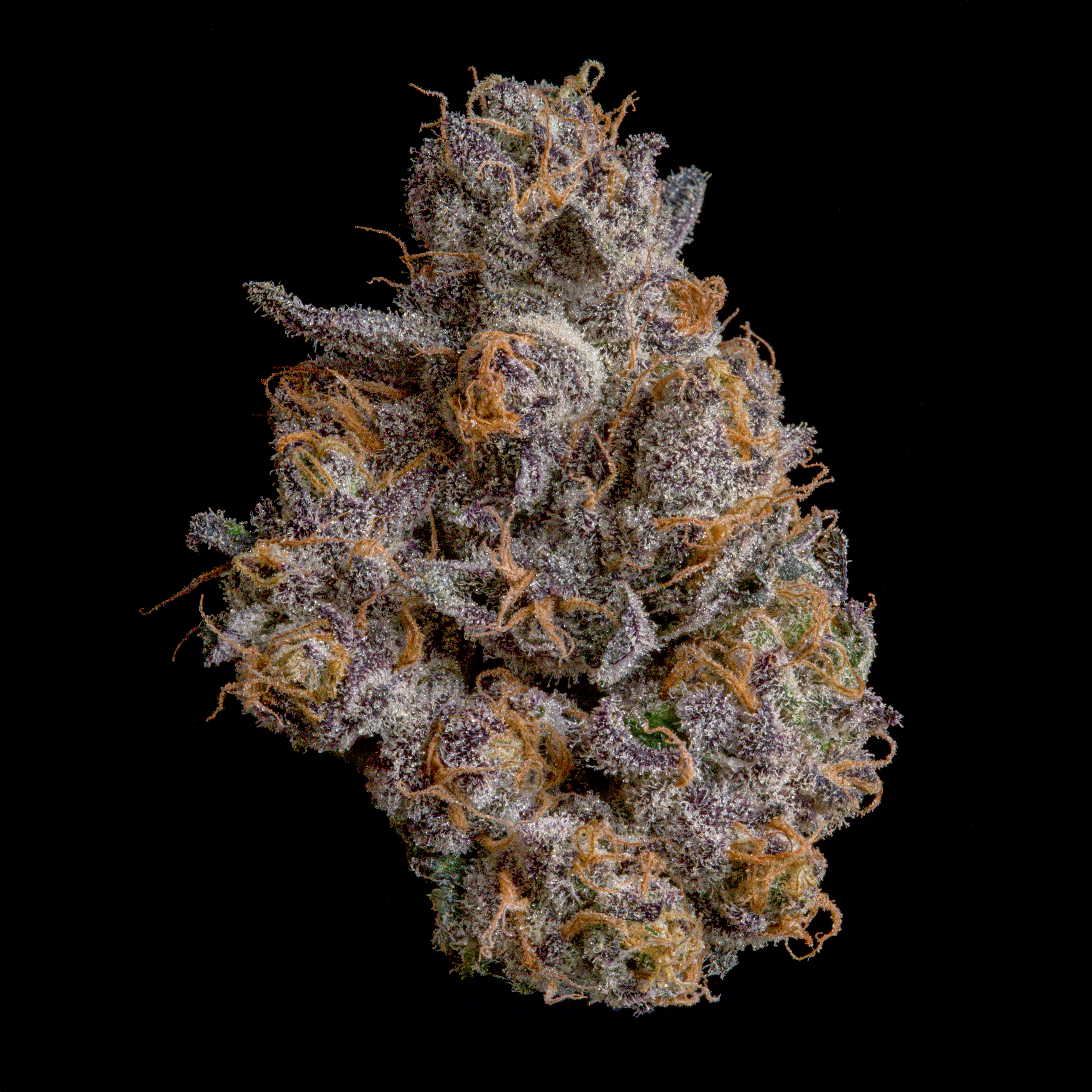 WIZARD TREES GENETICS
Shazam
Count 3 Seeds