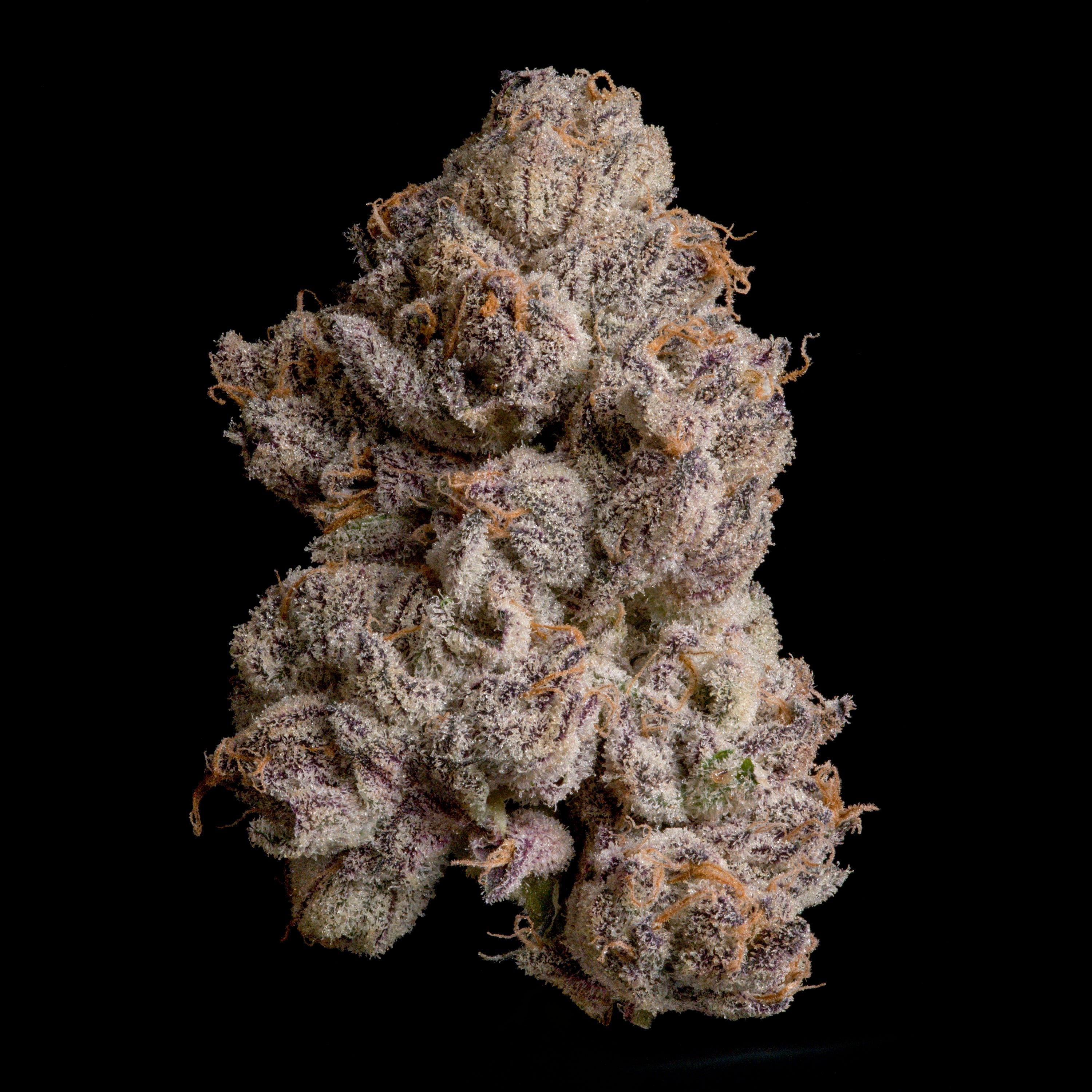 WIZARD TREES GENETICS
Shazam
Count 3 Seeds