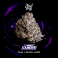 WIZARD TREES GENETICS
The Curse
 Count 3 Seeds