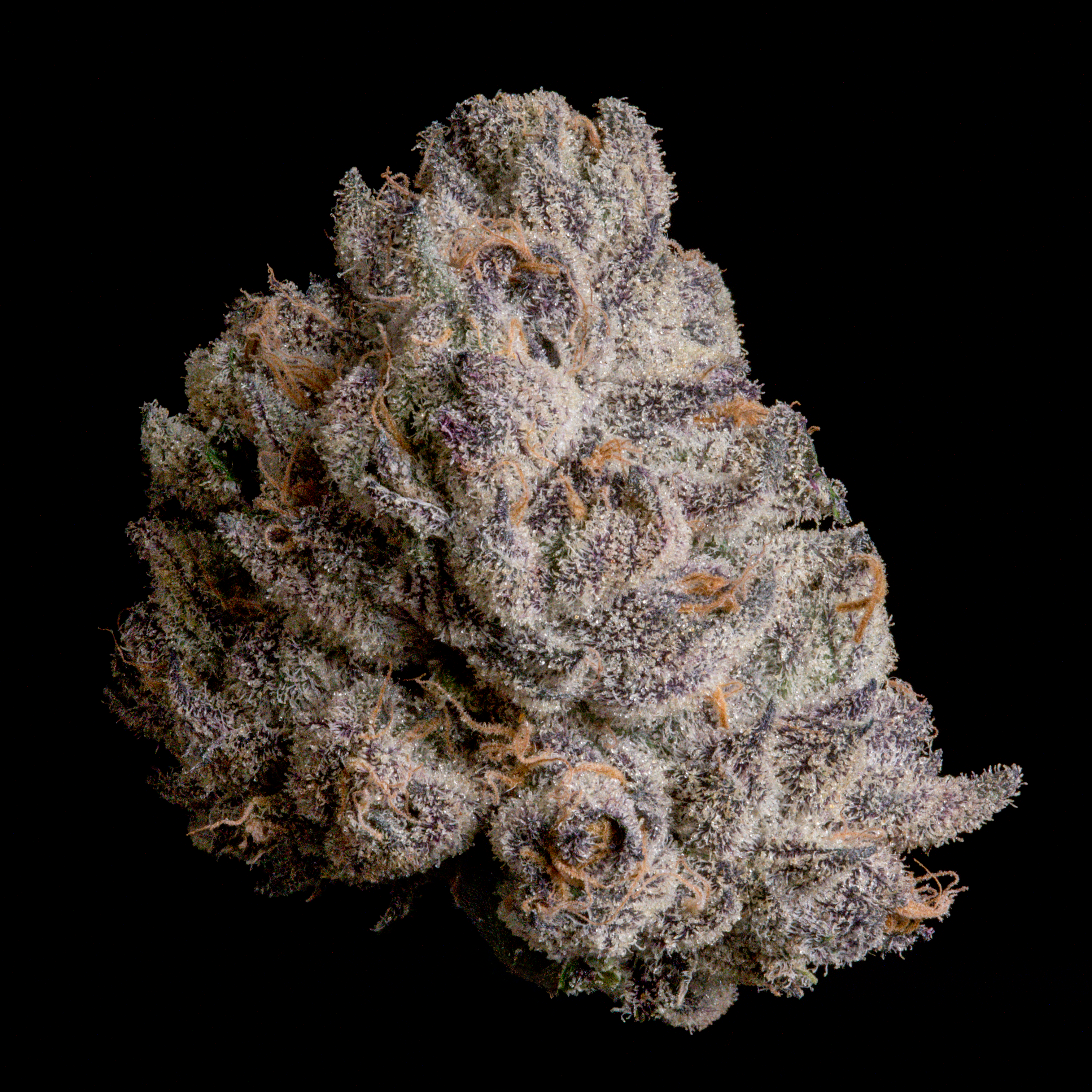 WIZARD TREES GENETICS
The Curse
 Count 3 Seeds