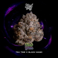 WIZARD TREES GENETICS
Tea Tree
Count
3 Seeds