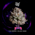 WIZARD TREES GENETICS
Voodoo
Count
3 Seeds