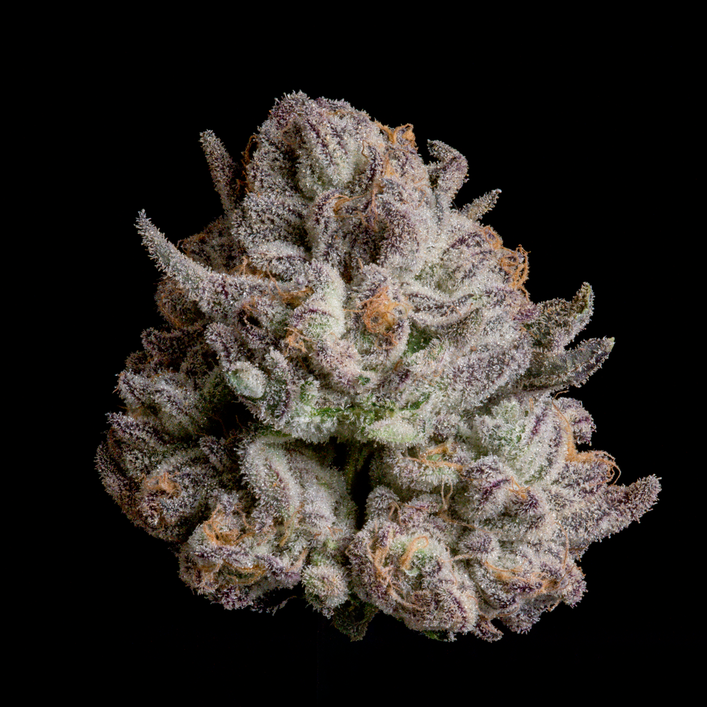 WIZARD TREES GENETICS
Voodoo
Count
3 Seeds