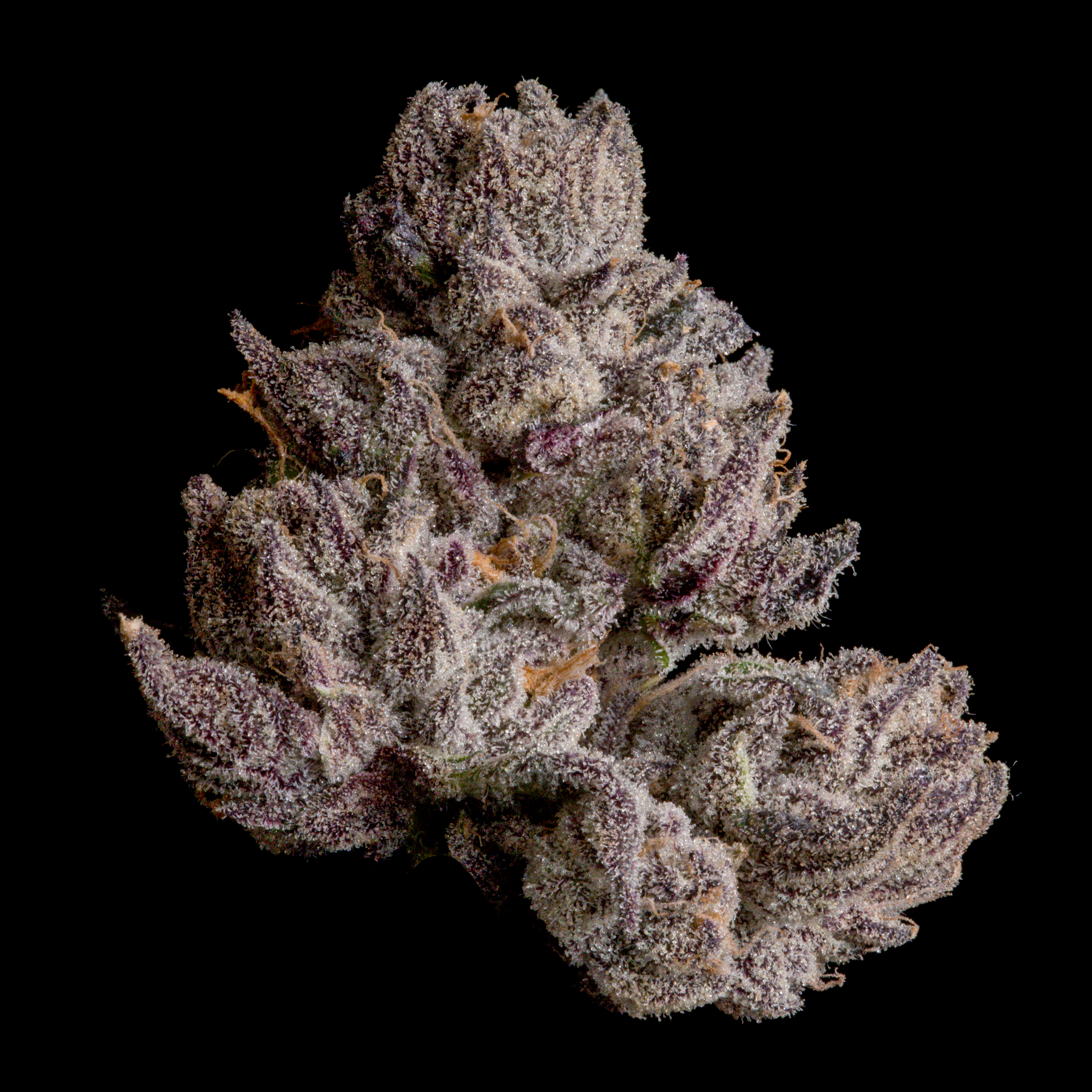 WIZARD TREES GENETICS
Cauldron
Count
3 Seeds
