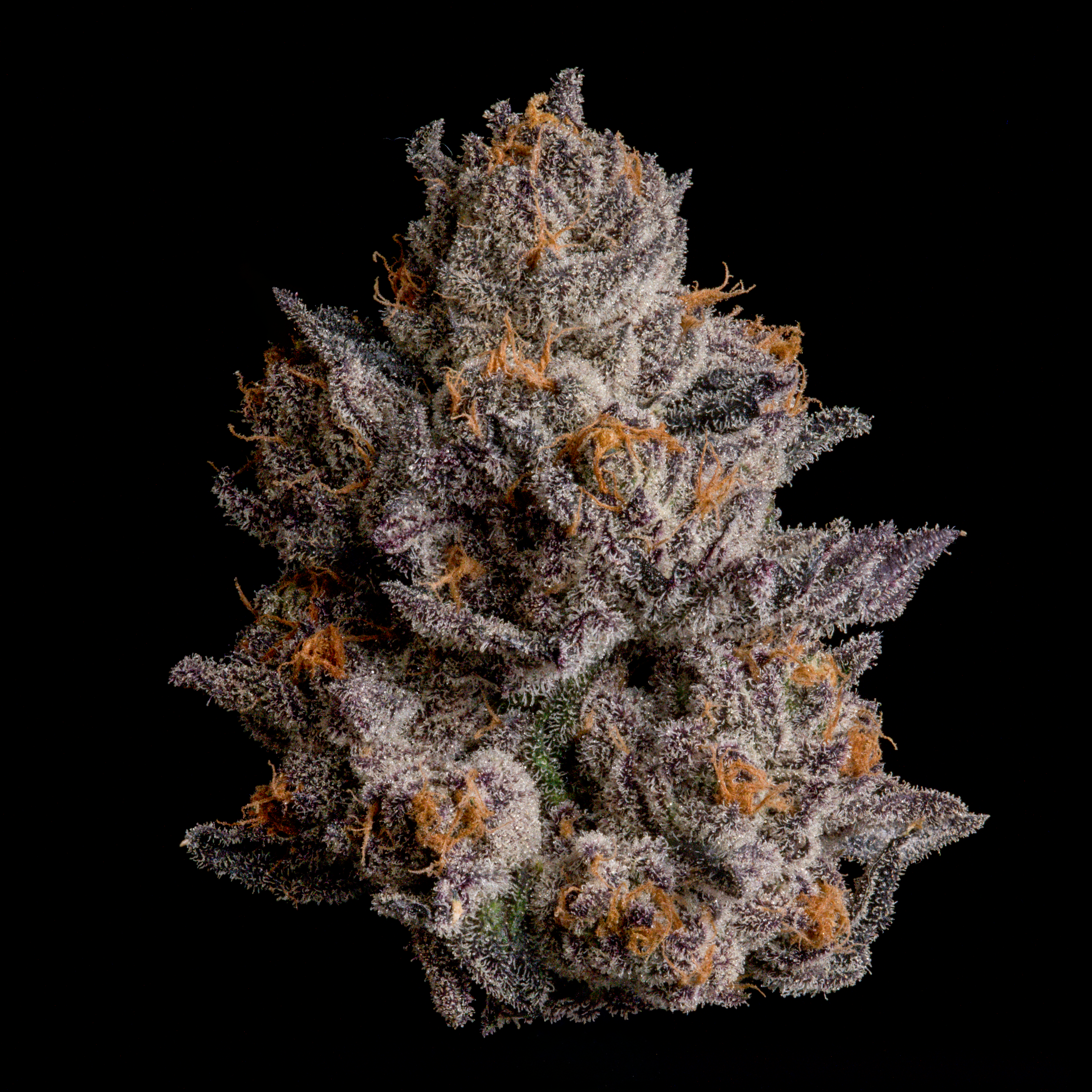 WIZARD TREES GENETICS
Black Orchard
Count
3 Seeds