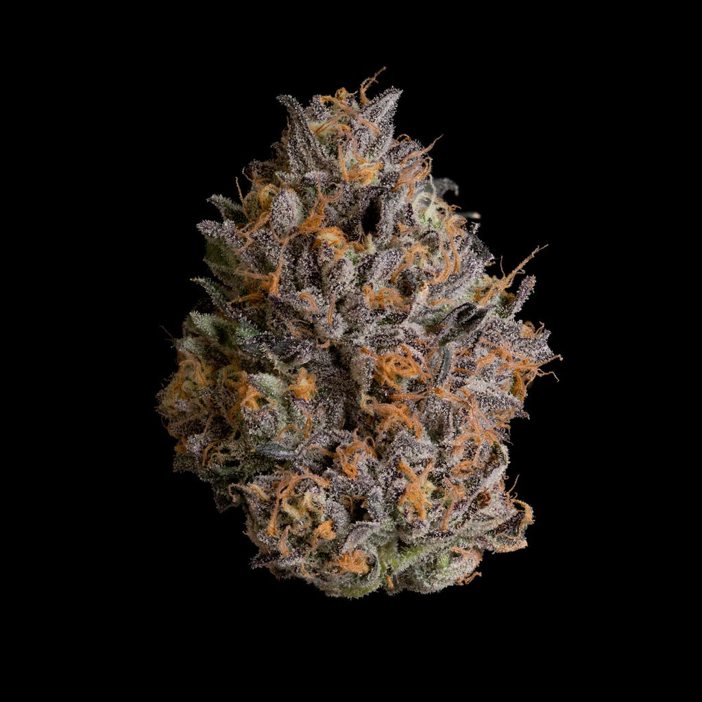 WIZARD TREES GENETICS
Black Bow 
Count
3 Seeds