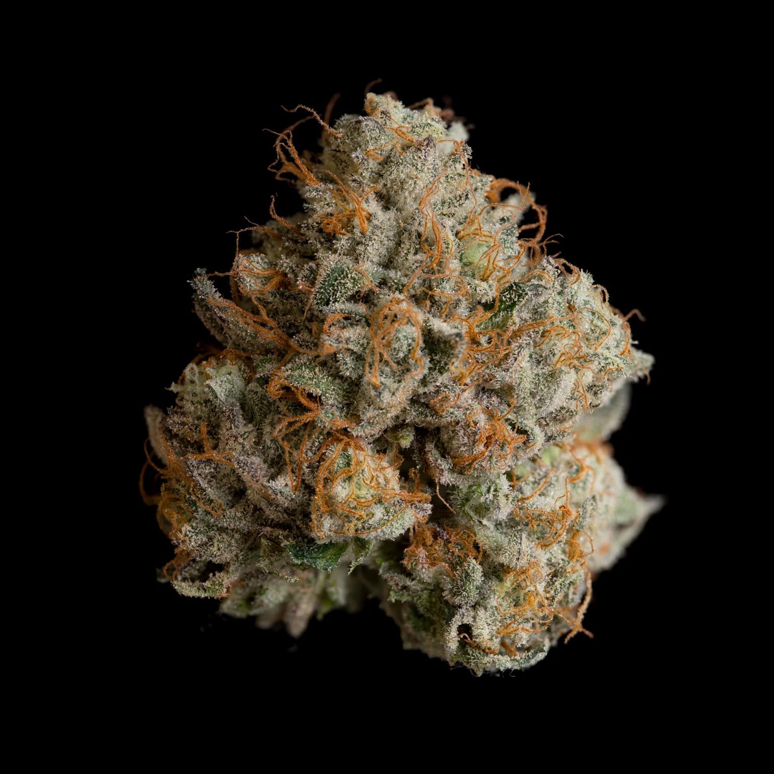 WIZARD TREES GENETICS
Black Bow
Count
3 Seeds
